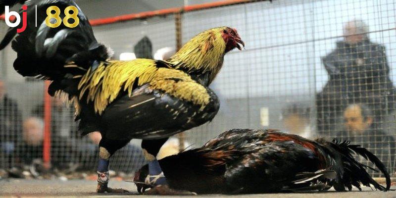 Đá Gà BJ88 – Xem Trực Tiếp Đá Gà Cựa Sắt Cực Kỳ Gay Cấn